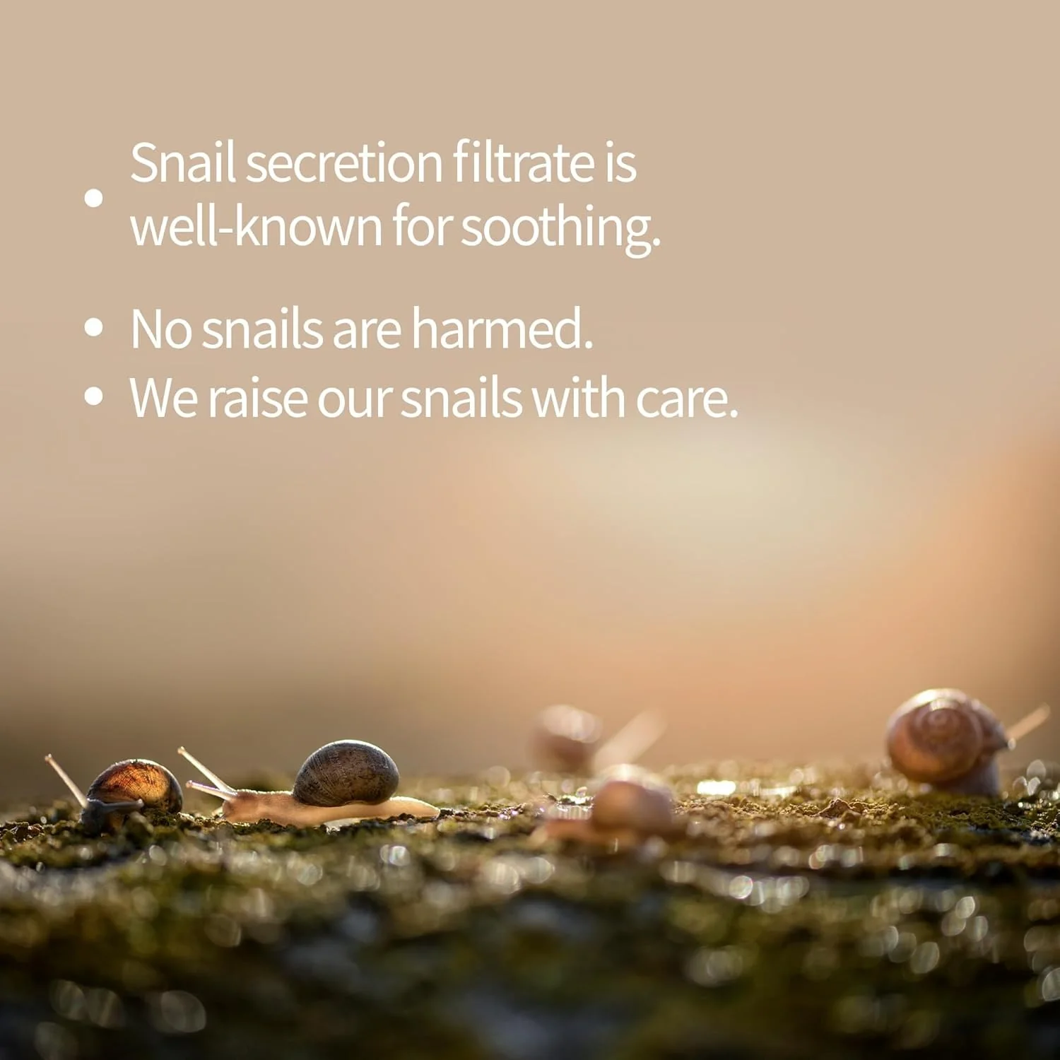 BENTON SNAIL BEE HIGH CONTENT MASK PACK [10EA/1BOX] - Image 3